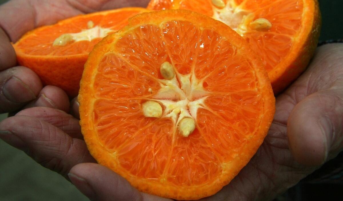 What is sweeter than winter mandarins?