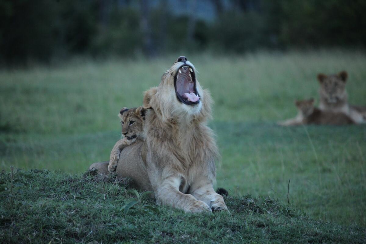 A pride of lions relaxes at dusk in Kenya’s Maasai Mara National Reserve. New research shows that armed conflict is a factor in the continuing decline of Africa’s large charismatic wildlife.