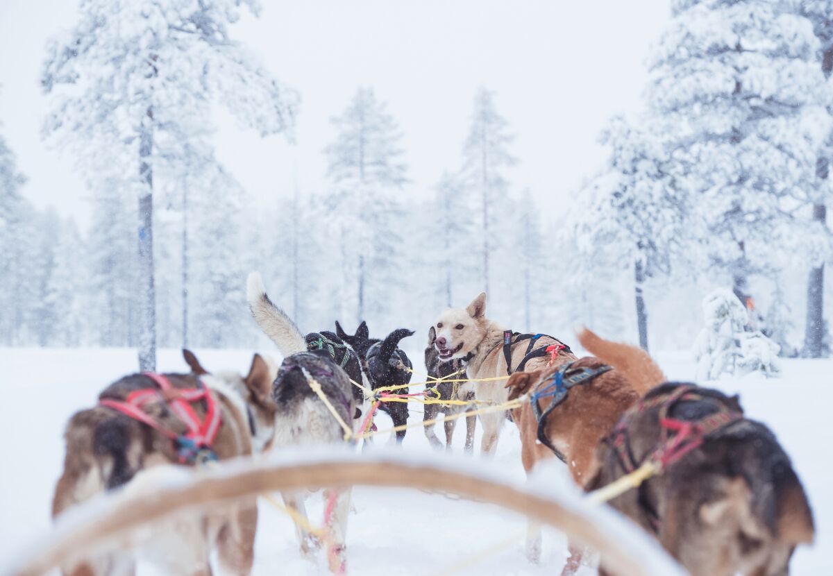 If you want to go dog-sledding in Scandinavia this winter, consider SAS' cheap airfares in January and February.