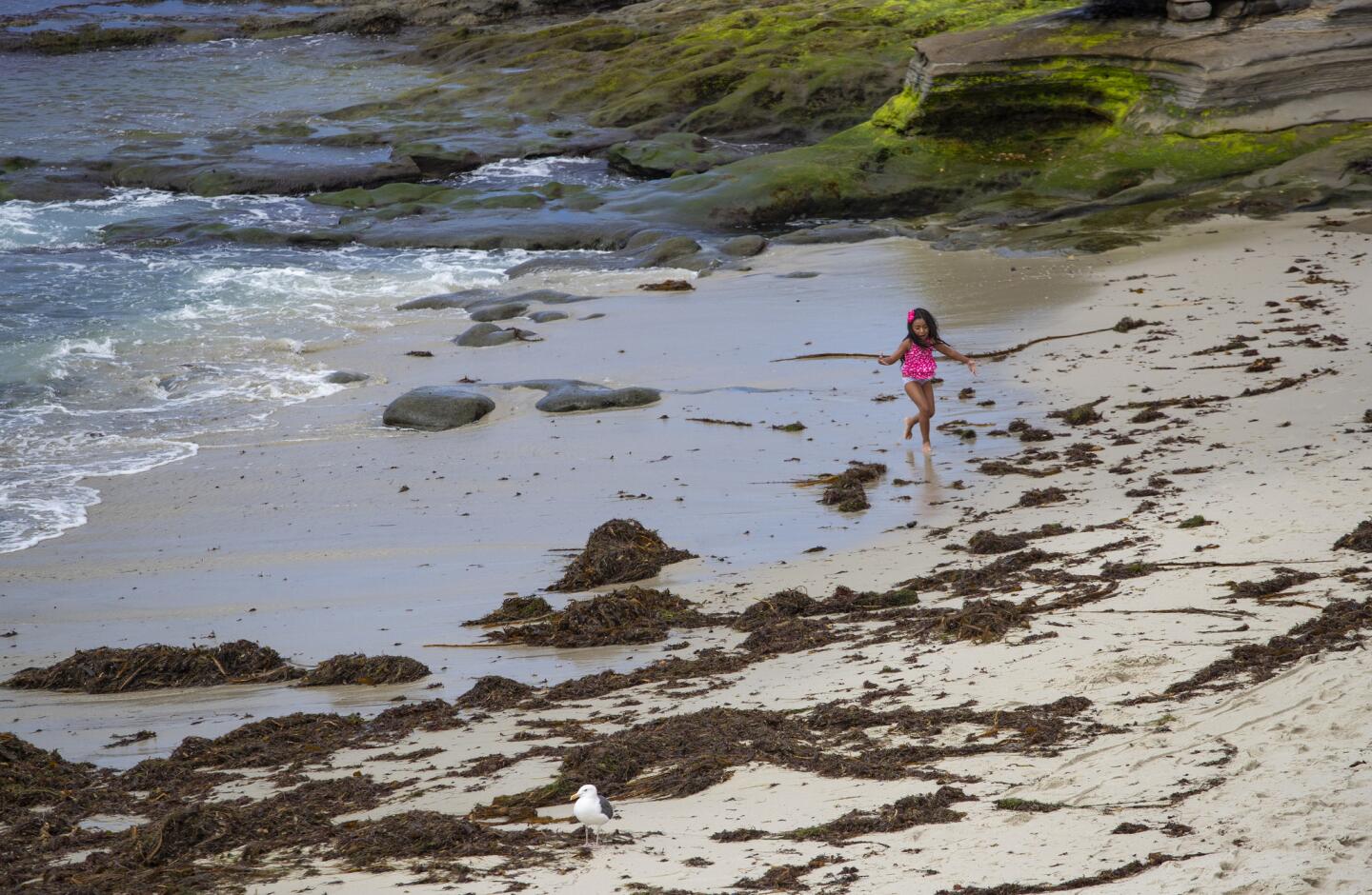 The Children's Pool Beach in La Jolla is a fun spot for the family.