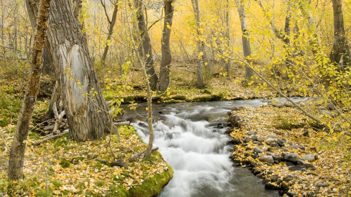 Aspen trees whose leaves have turned to gold in fall line a flowing creek in the Eastern Sierra.