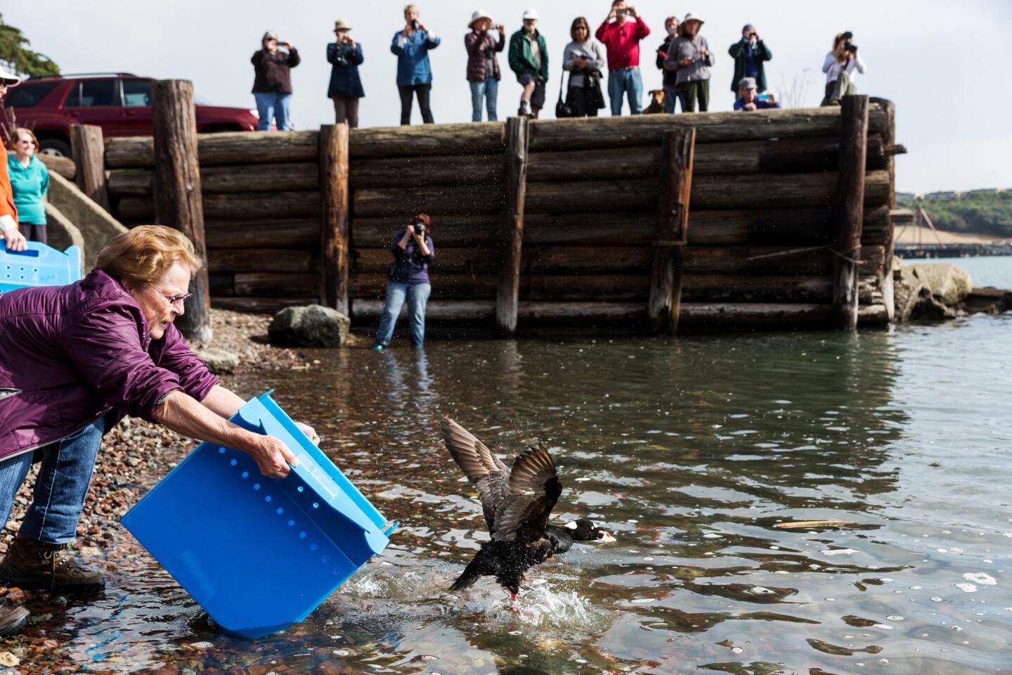 A volunteer for International Bird Rescue releases a surf scoter that had been rescued last month.