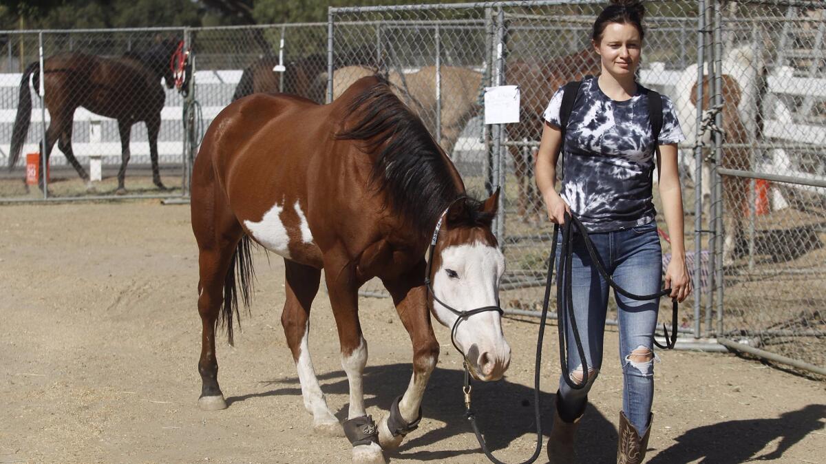 Zoe Jastermsky, 19, walks her horse Phantom at the OC Fair & Event Center in Costa Mesa on Tuesday. Phantom was evacuated from Orange Park Acres because of the Canyon fire 2.