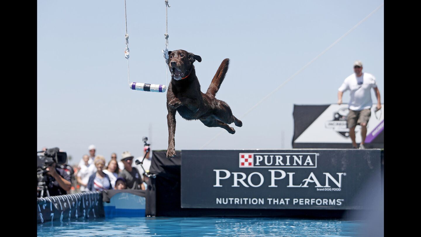 Photo Gallery Purina Pro Plan Incredible Dog Challenge Los Angeles Times