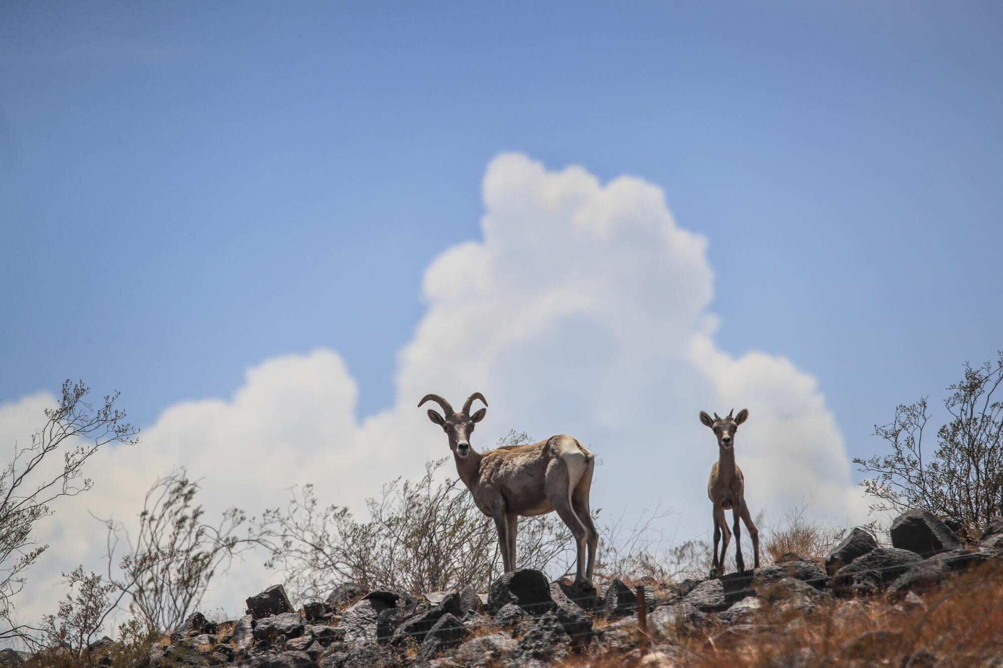 Desert bighorn sheep stand near Lake Mead.