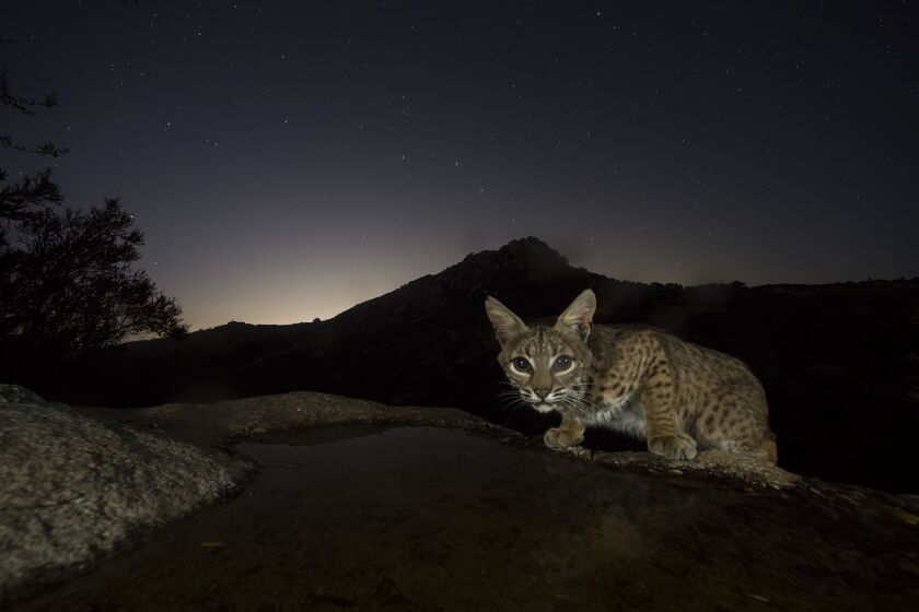 This camera-trap photo from professional wildlife photographer Roy Toft captures a bobcat taking a water break in Toft's back yard in Ramona. The photo is included in "Caught on Camera: Wildlife When No One's Watching," a new exhibit of camera-trap photography at the San Diego Natural History Museum in Balboa Park.