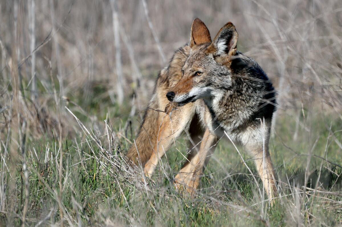A coyote catches a small rodent and eats it on the fields at a Costa Mesa park in 2021.