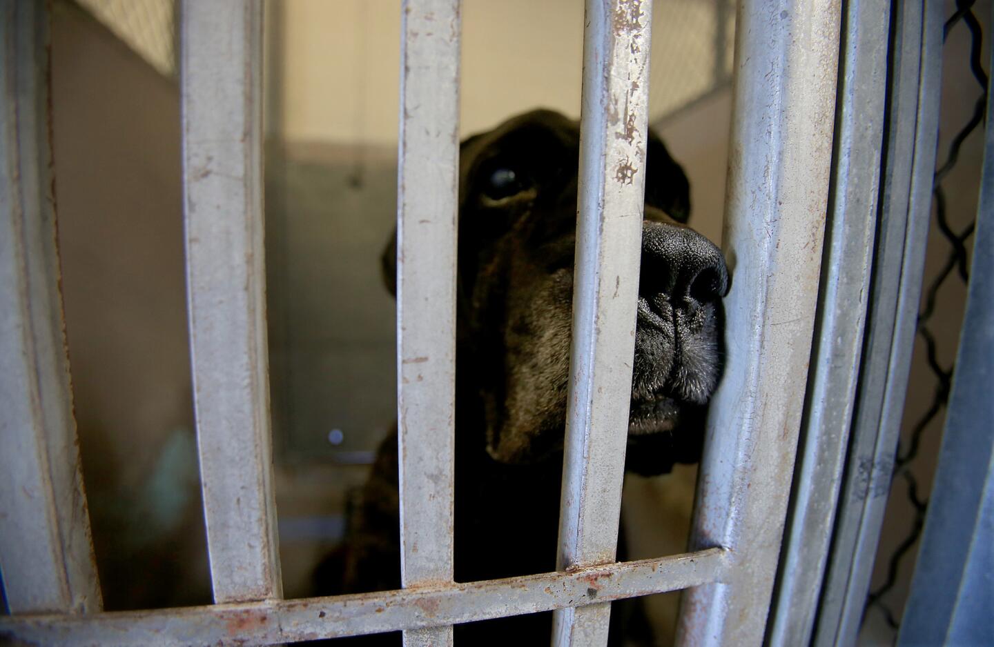 Dogs are kept in small, caged pens that have separate sleeping and exercise areas at the L.A. County animal shelter in Baldwin Park, one of the oldest and most overcrowded facilities, with the highest euthanasia rate.
