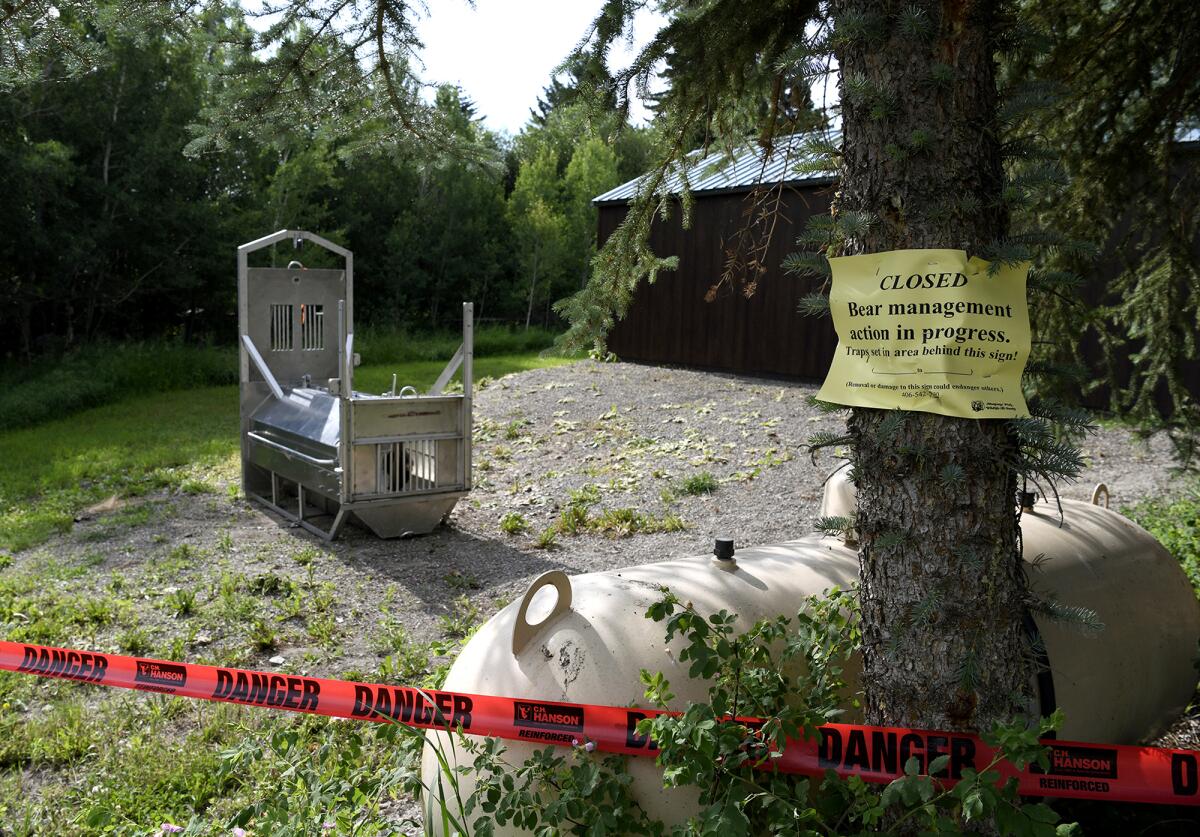A bear trap set by Montana officials.