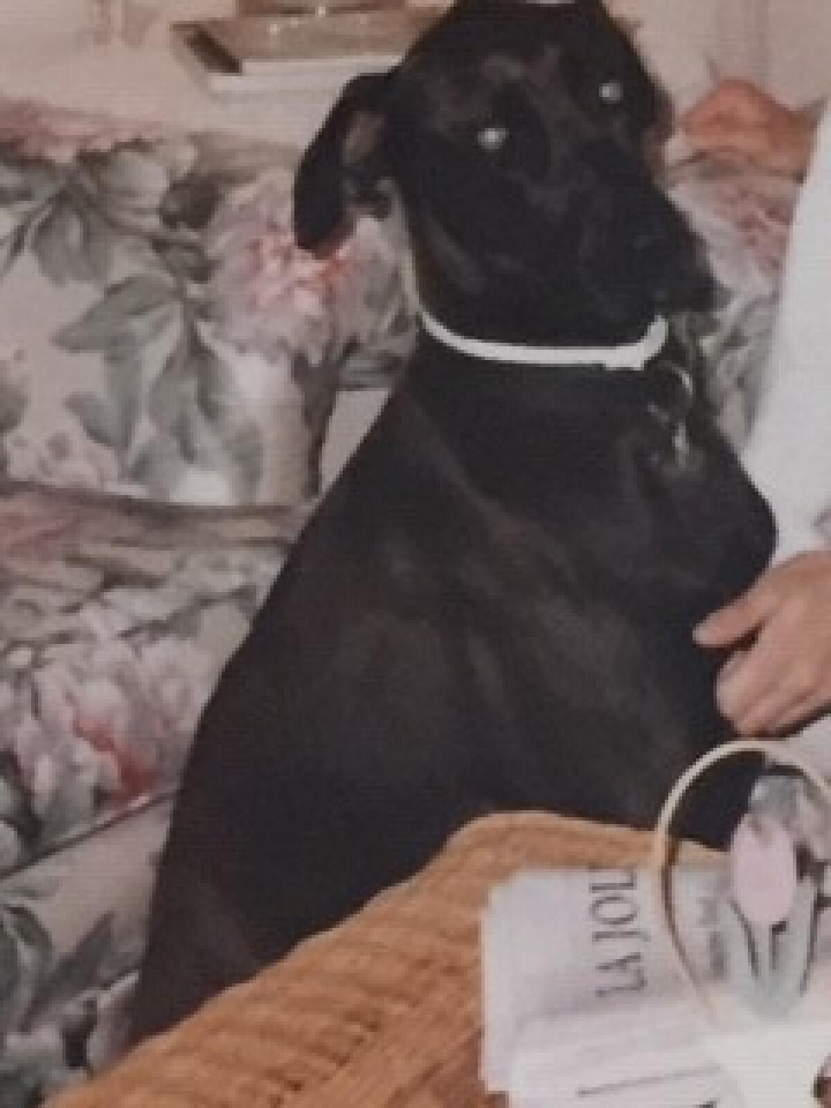 John Weil's adventurous dog, Baron — nicknamed the Archaeologist for his backyard discovery in 1987 — is pictured in 1990.