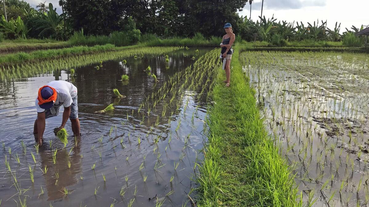 During a morning rice paddy trek near Karangasam, Bali, a local farmer plants his crop in the calf-deep water.