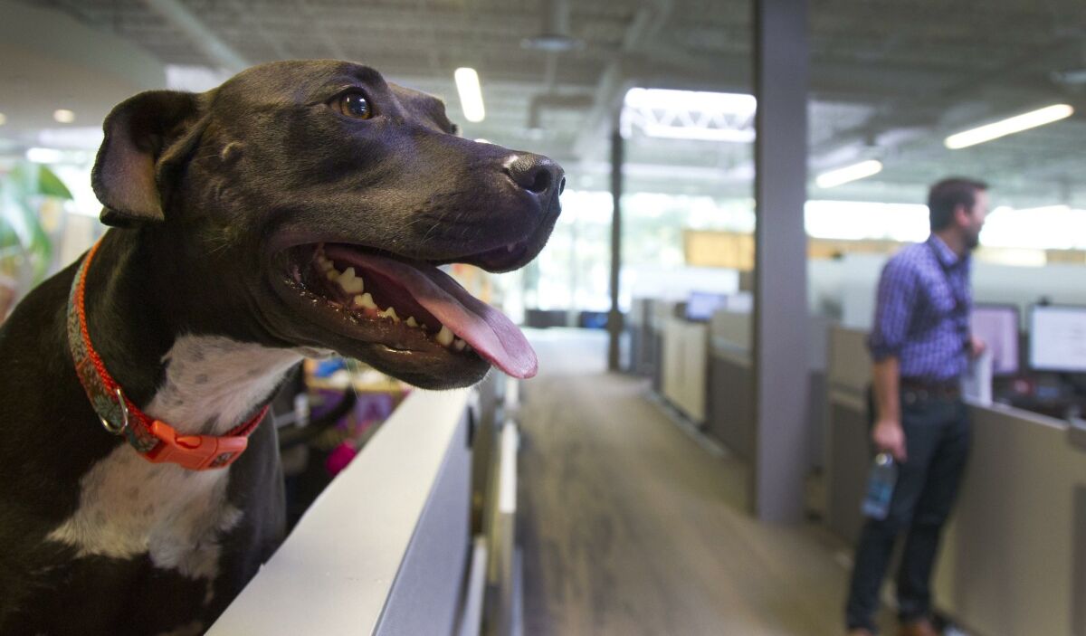 SAN DIEGO, CA-OCTOBER 14, 2015: | "Kona," a Labrador pit bull mix watches what's going on around her owner, Demand Analyst, Ashley Bartush's workspace at the newly opened 300,000 square-foot Petco corporate headquarters in Rancho Bernardo. The facility features pet-friendly work spaces, recreation centers, an open design, and other features. | (Howard Lipin / San Diego Union-Tribune) San Diego Union-Tribune