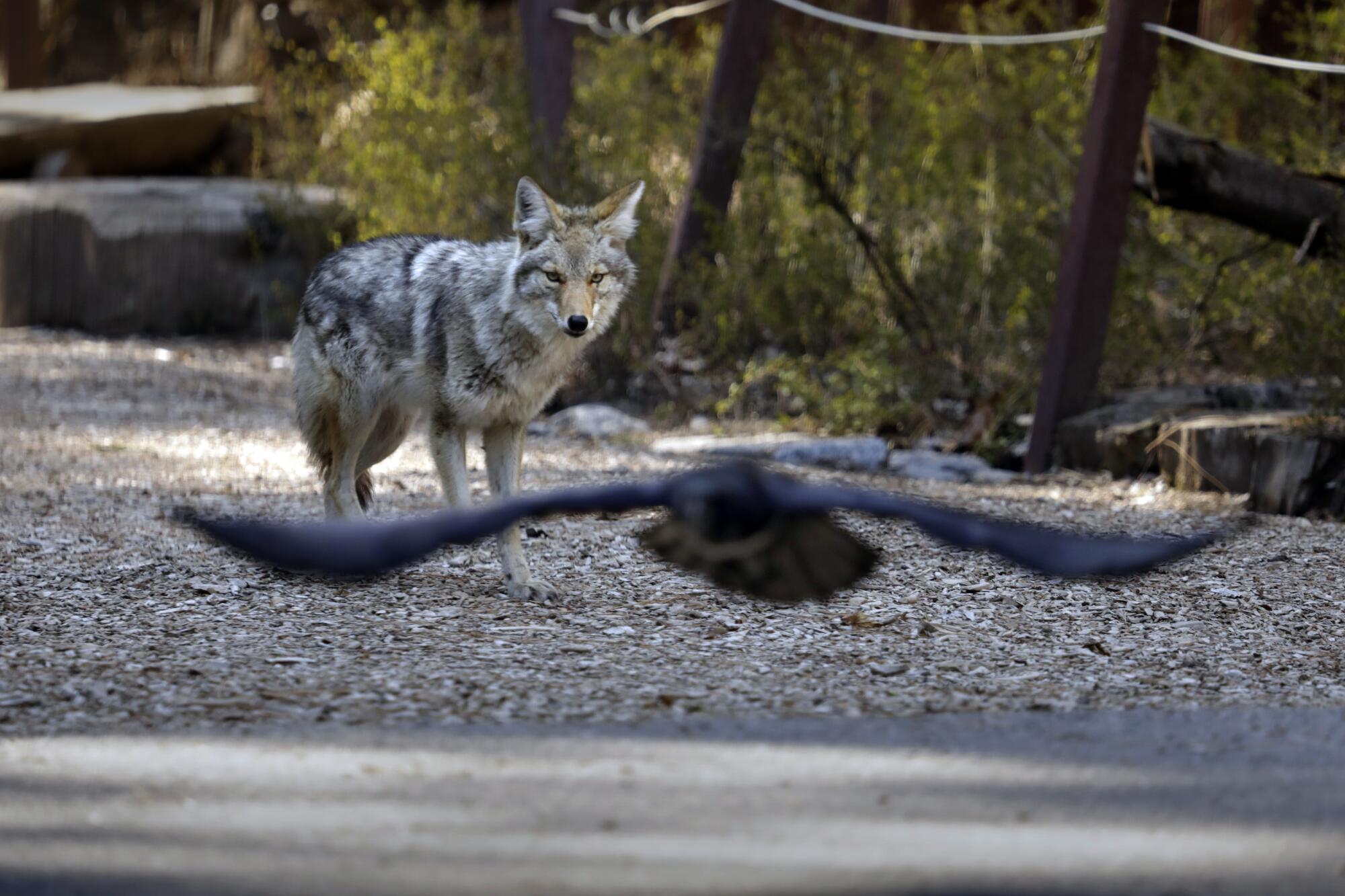 A coyote stands in a clearing with a bird seen flying out of focus in the foreground