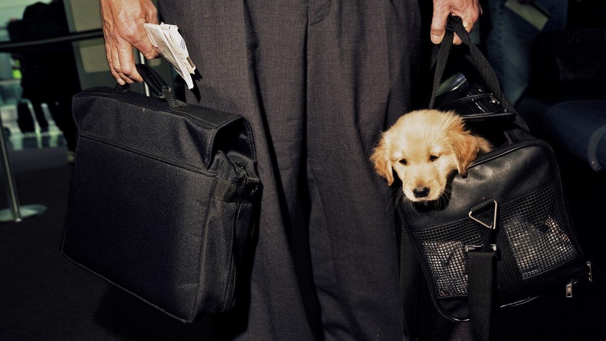 An airline passenger carries a puppy.