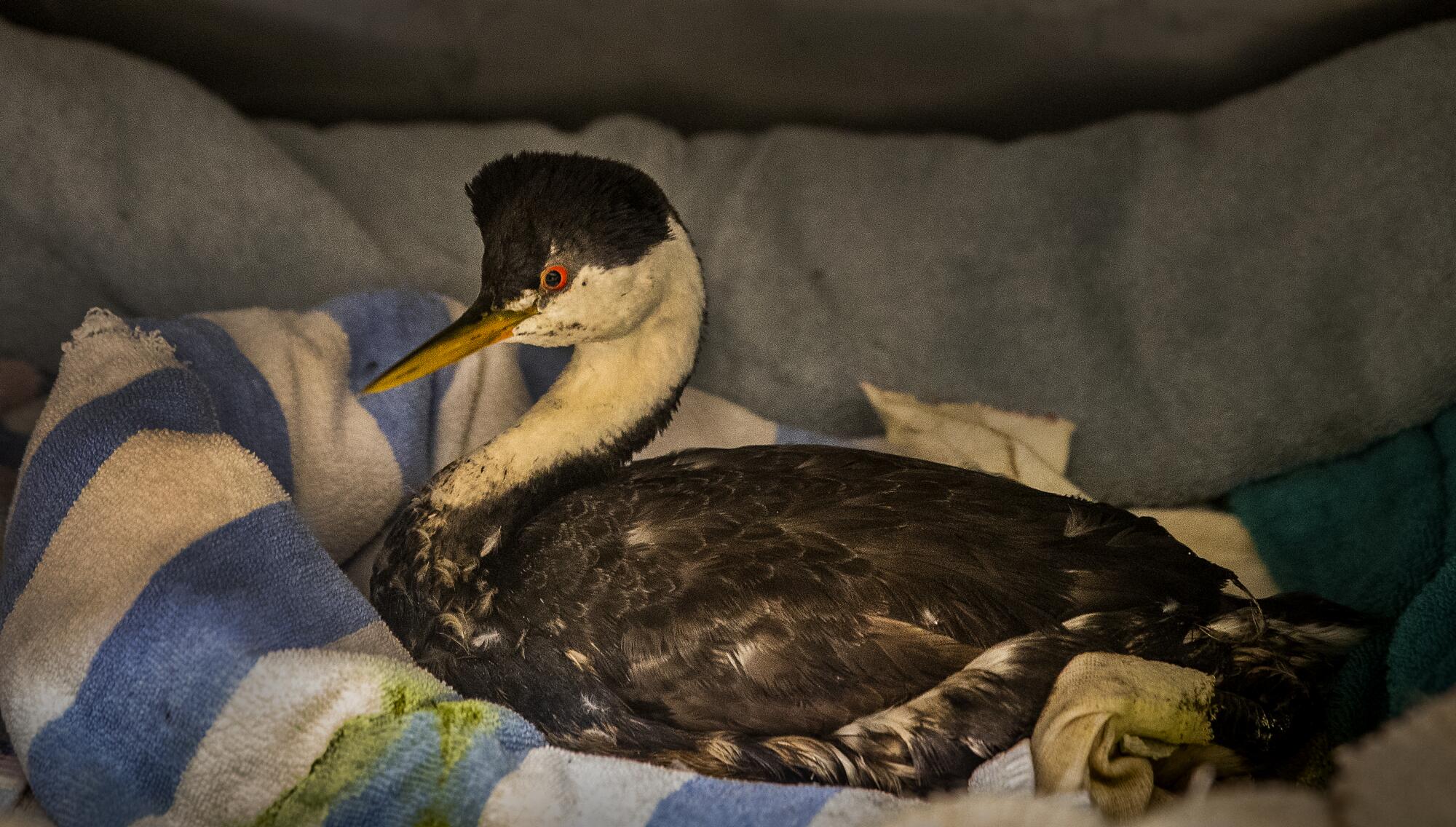 An oiled western grebe sits on a towel in its cage.