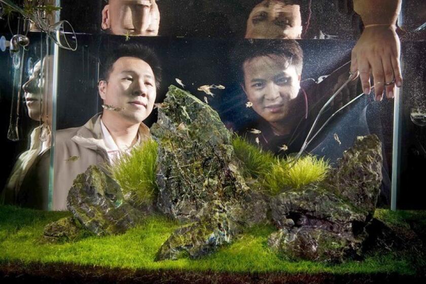 "This is not your conventional fish tank," says Steven Lo, pictured above with his brother George. "It's like a three-dimensional painting."