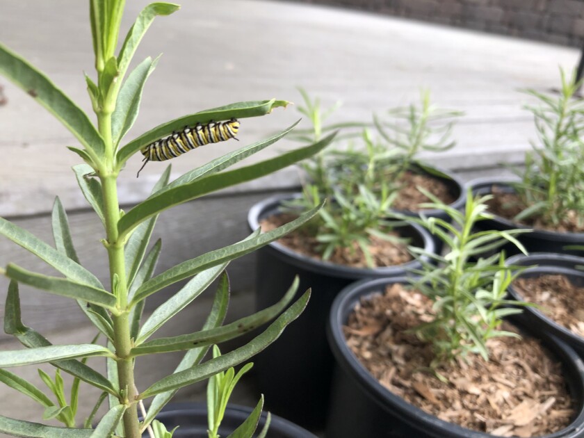 Caterpillars of monarch butterflies require a milkweed diet.