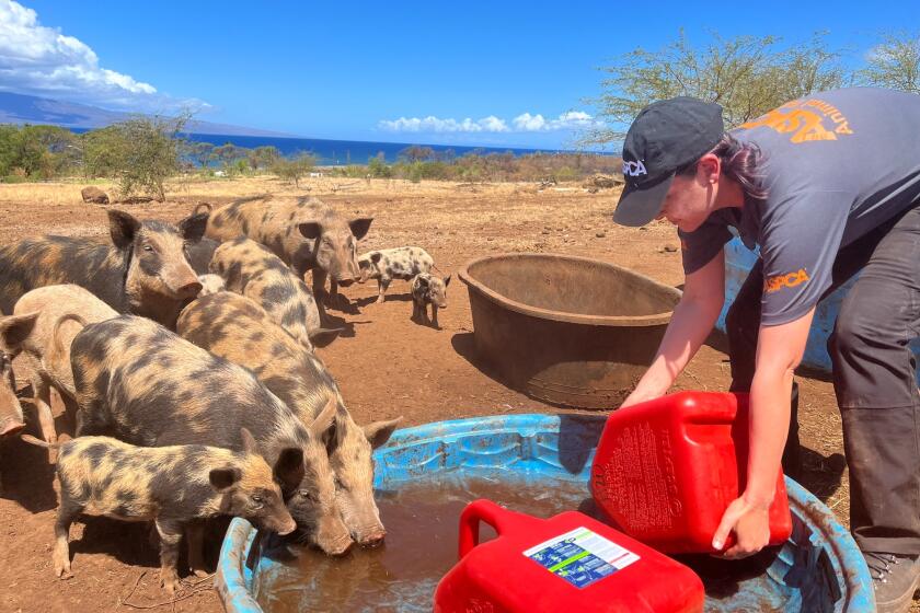 ASPCA disaster manager Joy Ollinger gives pigs water on Maui after many animals' owners were evacuated due to wildfires.