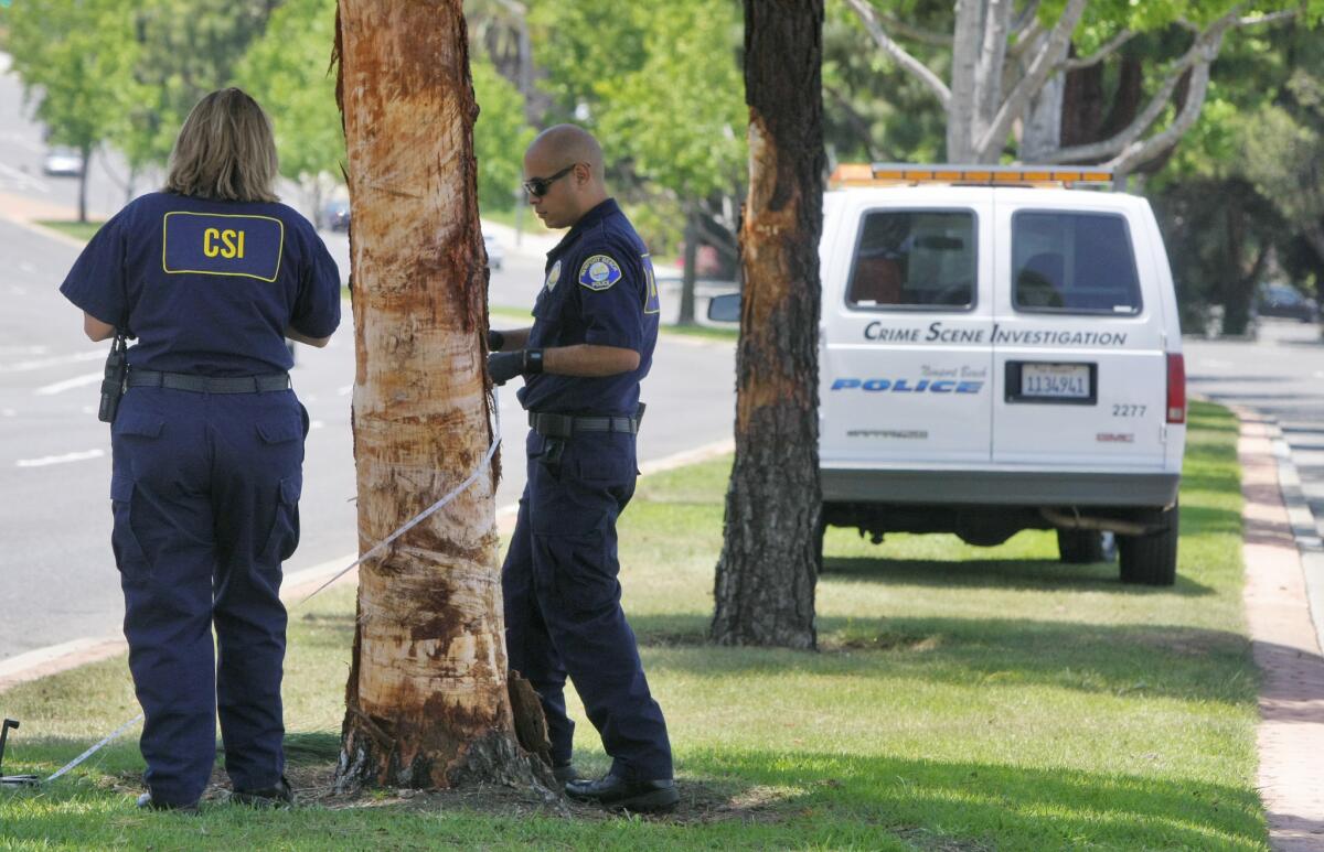 Newport Beach police crime scene investigators measure the girth of a pine tree in the median along Jamboree Road that was struck by an out-of-control automobile Monday.