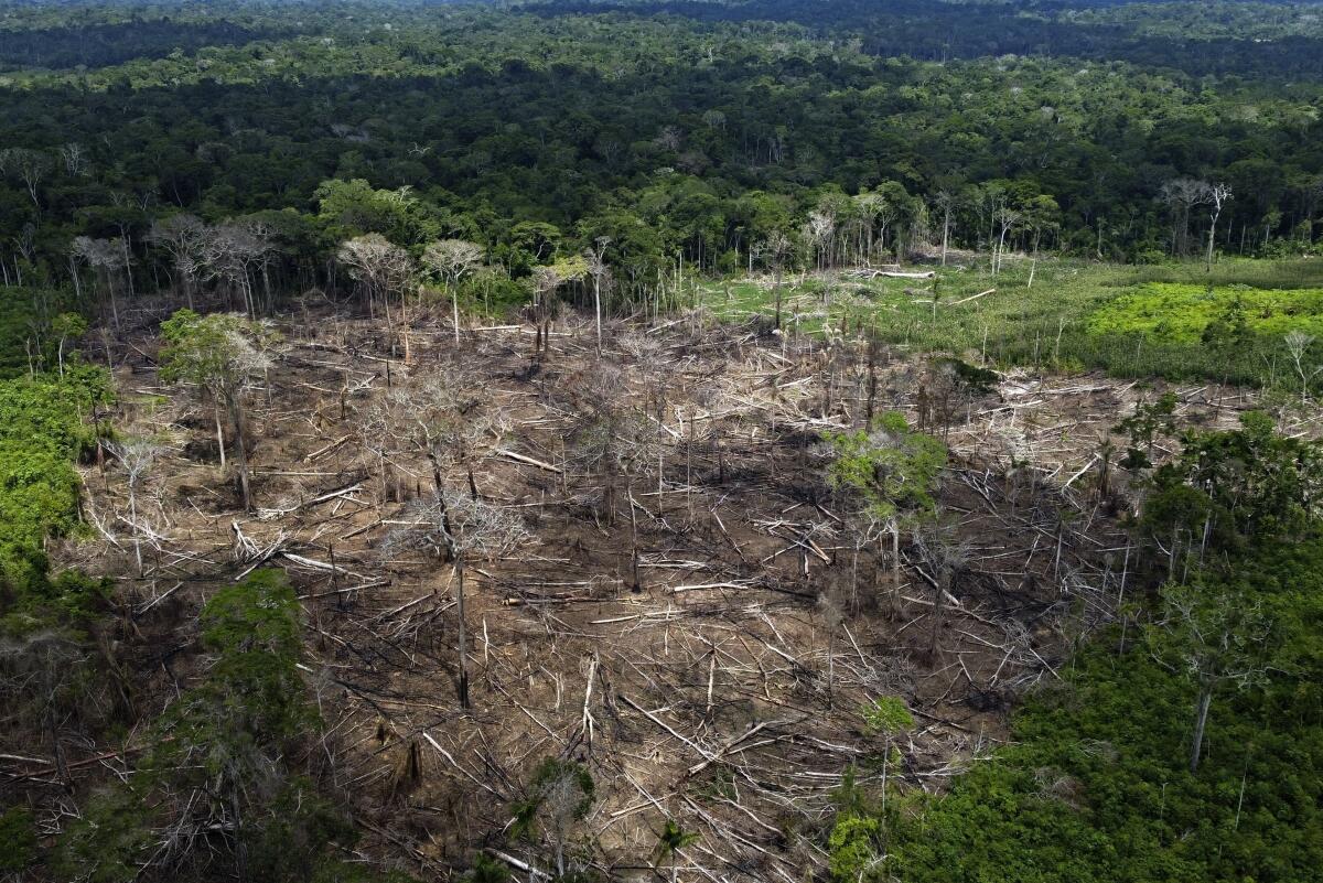 Deforestation in the  has dropped 34%, reversing trend under