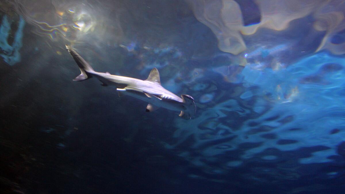 Shark Reef Aquarium Las Vegas - Los Angeles Times
