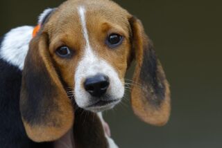 A Beagle puppy estimated to be about 4-months old will be at the the Rancho Coastal Humane Society until it can be adopted possibly in the next 2-weeks. This Beagle was part of larger group of Beagles that were rescued from a commercial breeder in a puppy mill operation.