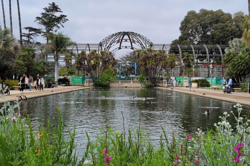 Balboa Park's iconic Botanical Building is now just a metal frame as it undergoes a $21 million renovation.