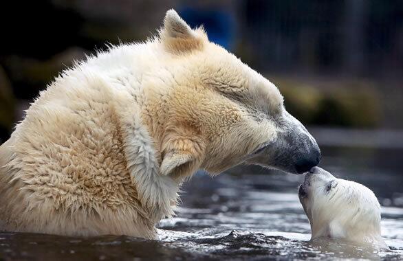 Polar bears