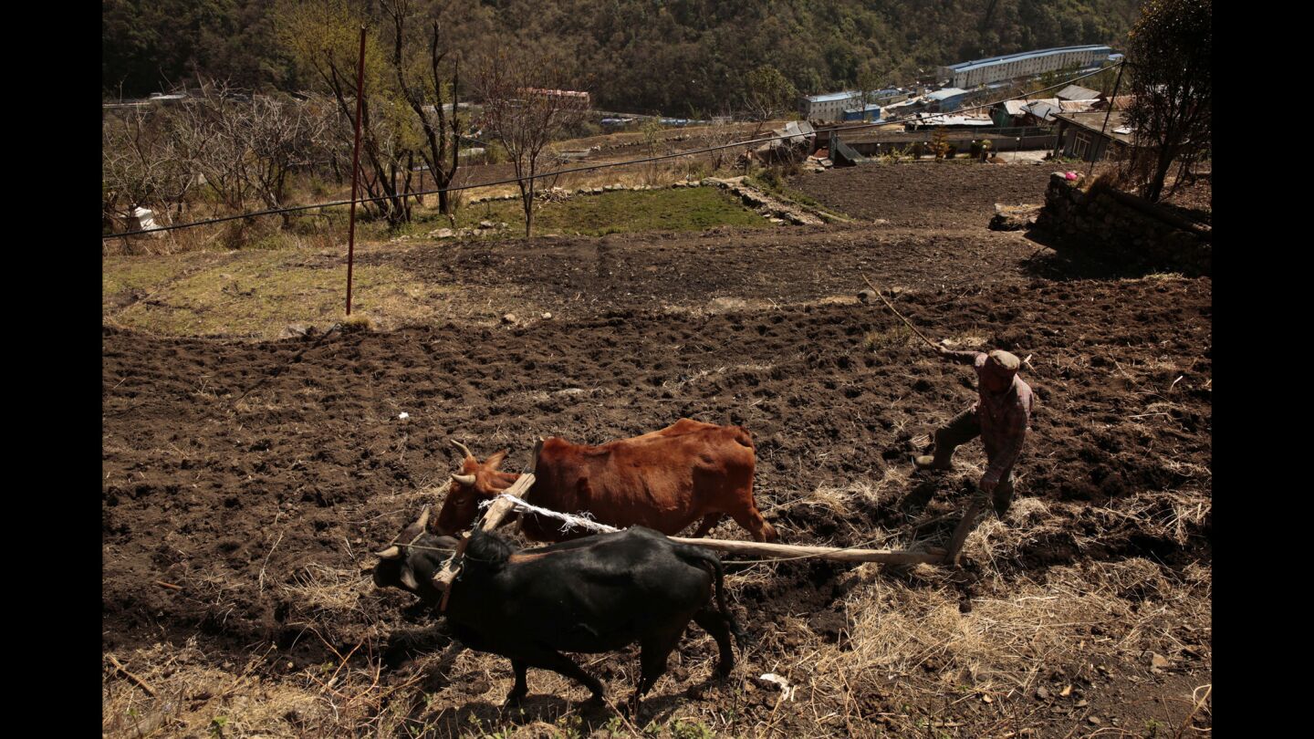 Nepalese farmer
