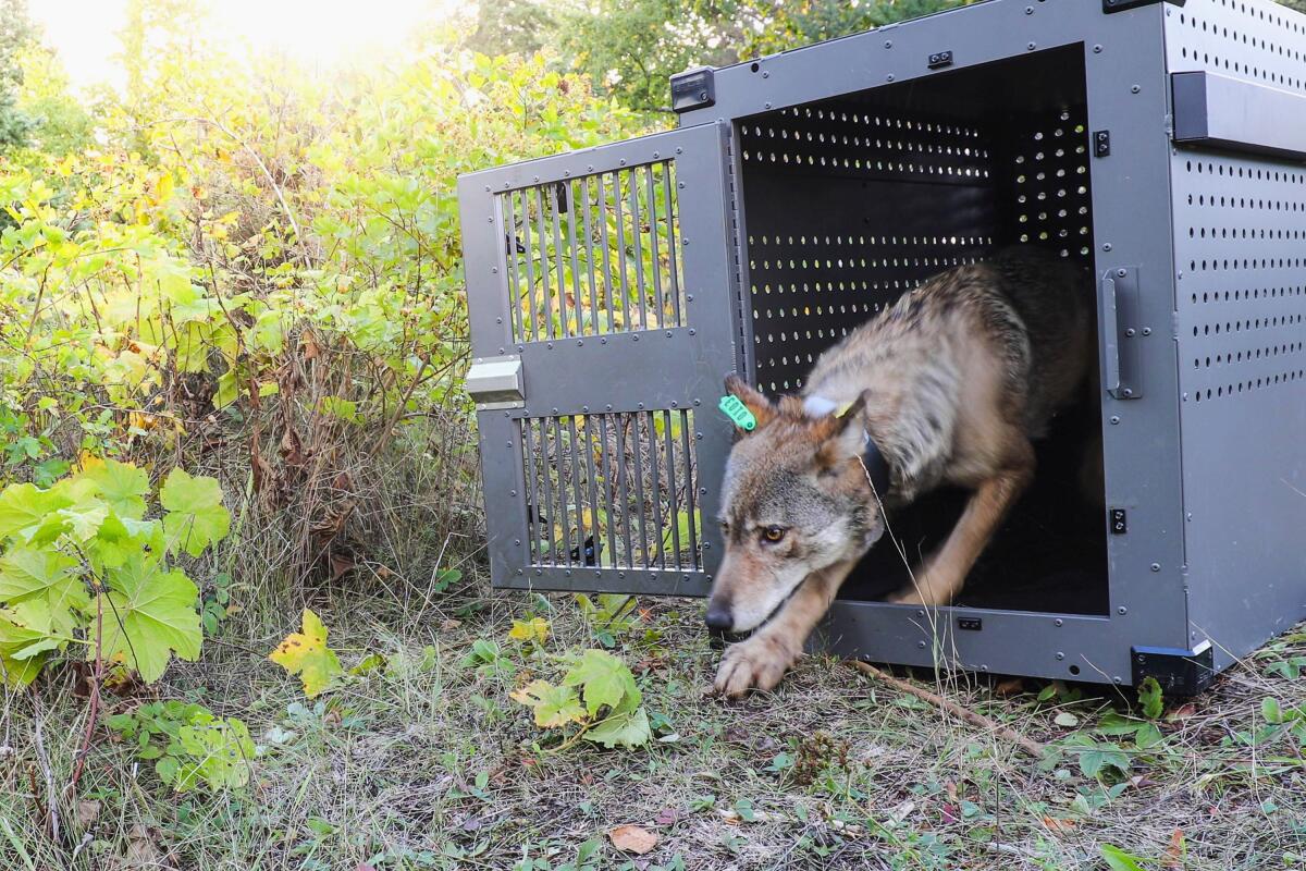 FILE - In this Sept. 26, 2018, file photo, provided by the National Park Service, a 4-year-old female gray wolf emerges from her cage as it is released at Isle Royale National Park in Michigan. A group of scientists urged the Biden administration Thursday, May 13, 2021, to restore legal protections for gray wolves, saying their removal earlier in the year was premature and states were allowing too many of the animals to be killed. (National Park Service via AP, File)