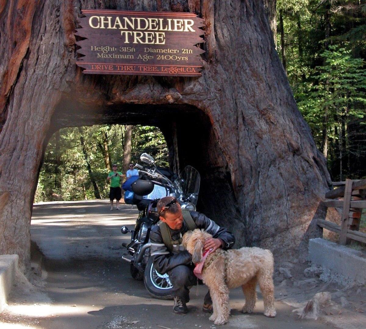 A few years back, Darby compared notes with a motorcyclist from British Columbia after they experienced a drive-through redwood outside Garberville, Calif.