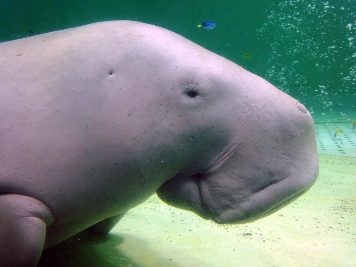 FILE - Serena, a dugong, swims at the Toba Aquarium in Toba, Japan on Sept. 5, 2012. Populations of the vulnerable species of marine mammal, numerous species of abalone and a type of Caribbean coral are now threatened with extinction, an international conservation organization said Friday, Dec. 9, 2022. (AP Photo/Linda Lombardi, File)