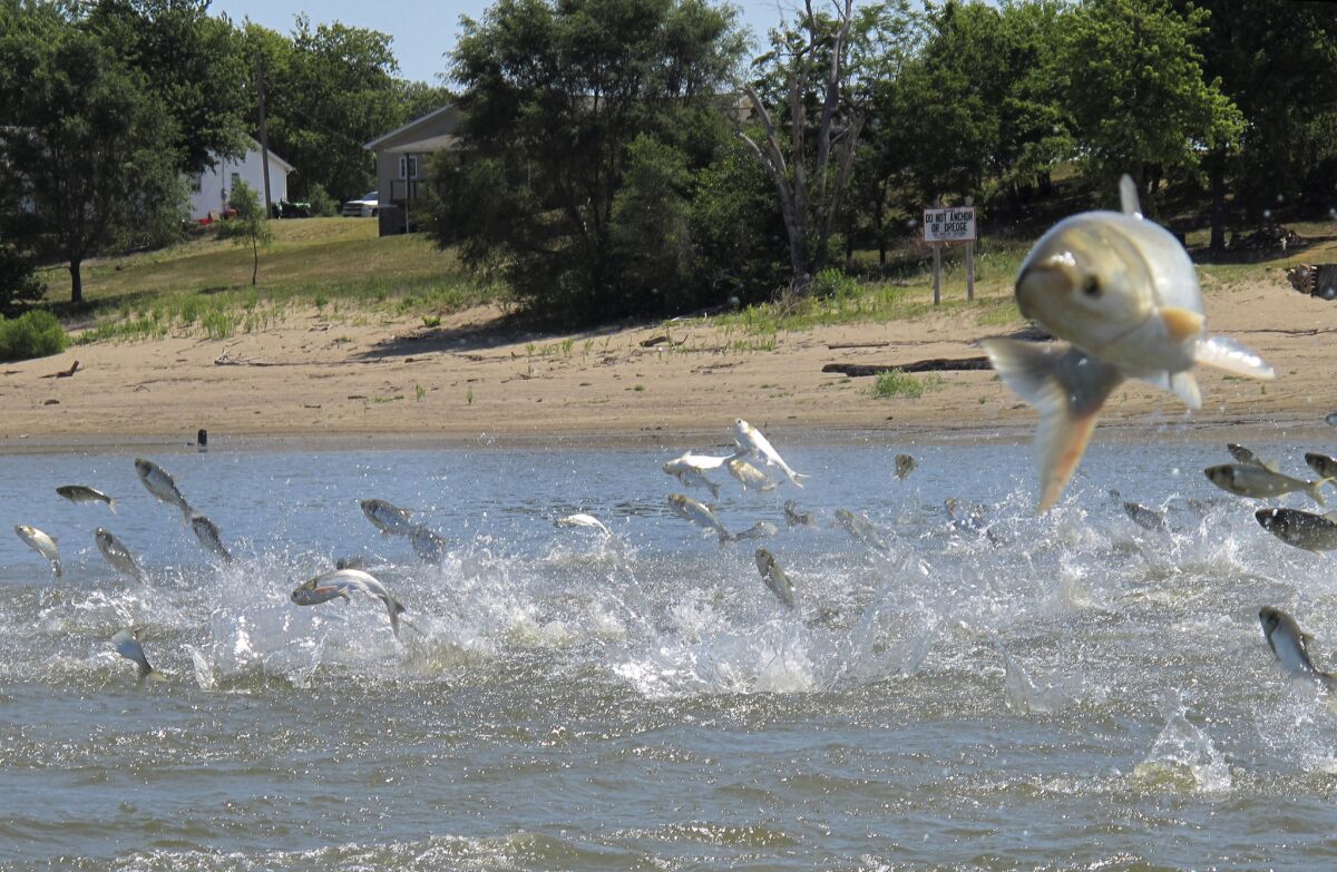 Asian carp, jolted by an electric current from a research boat, leap from the Illinois River. An effort is underway to reintroduce alligator gar in several states to control the carp.