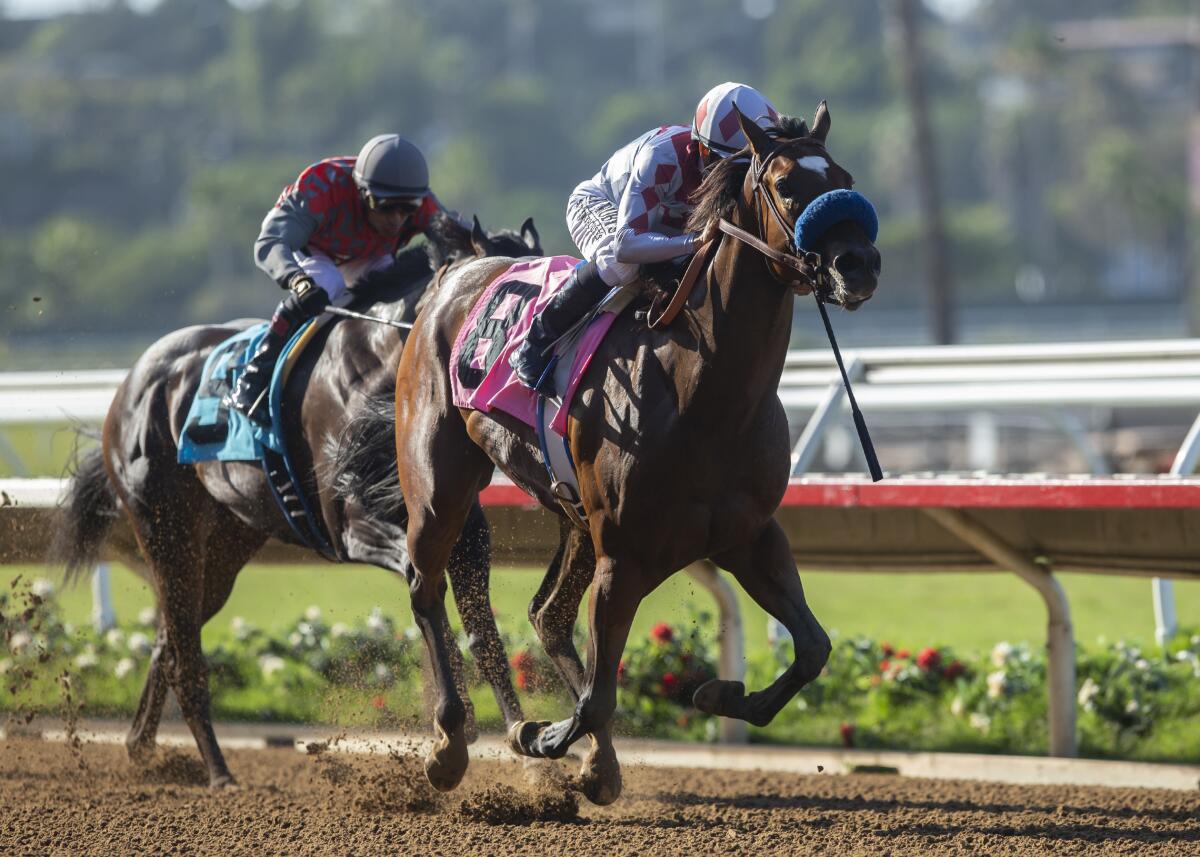 In a photo provided by Benoit Photo, Been Studying Her and jockey Mike Smith win the $100,000 Generous Portion Stakes horse race Wednesday, Aug. 28, 2019, at Del Mar Thoroughbred Club in Del Mar, Calif. (Benoit Photo via AP)