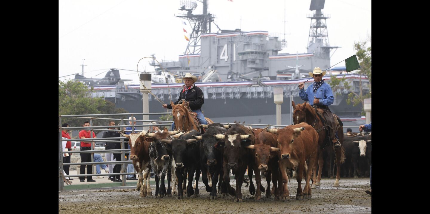 With the USS Midway Museum in the background, cowboys move cattle, that were in a cattle drive to promote the San Diego County Fair, toward where they will loaded in cattle trucks.