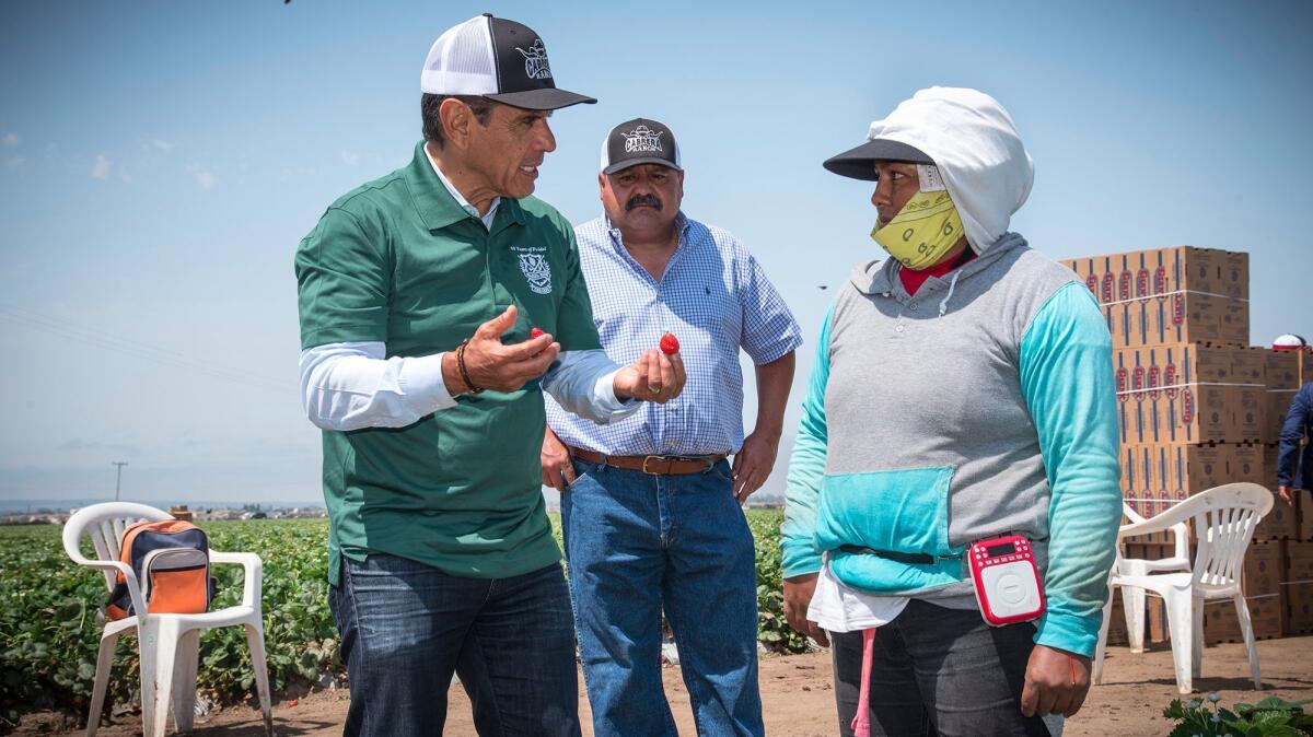 Former Los Angeles Mayor Antonio Villaraigosa campaigns at Cabrera Farms in Salinas.
