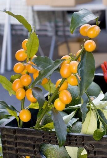 Nagami kumquats