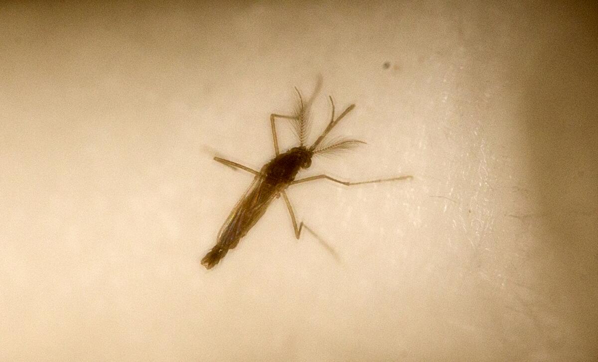 A close-up of an Aedes aegypti mosquito