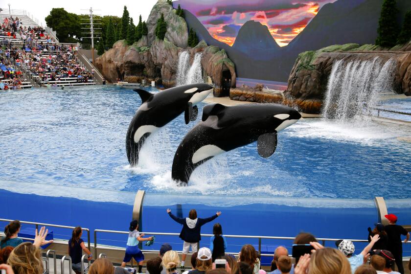 SeaWorld has named Sergio "Serge" Rivera, a hotel industry executive, its new CEO. (Nelvin C. Cepeda/San Diego Union-Tribune/TNS) ** OUTS - ELSENT, FPG, TCN - OUTS **