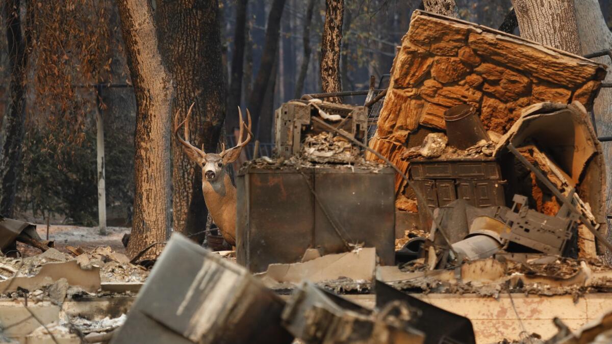 Unsure where to run, a deer stands in the rubble of a home in Paradise.