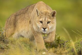 A Puma in "Wild Patagonia" on BBC America.