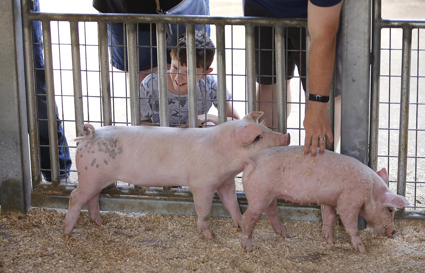 Thomas Harding, 8, of Australia greets one of the piglets his family has been watching for months on the OC Fair & Event Center's online Pig Cam. The family visited Centennial Farm on Wednesday.