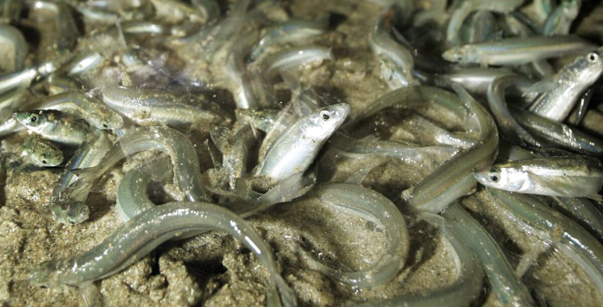 Grunion runs are here See fish leap from ocean, mate on beach Los
