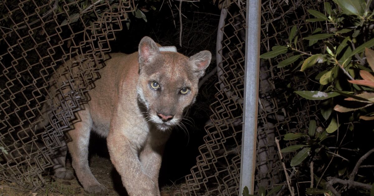 ‘Incredibly difficult’: Why officials euthanized ailing mountain lion P-22