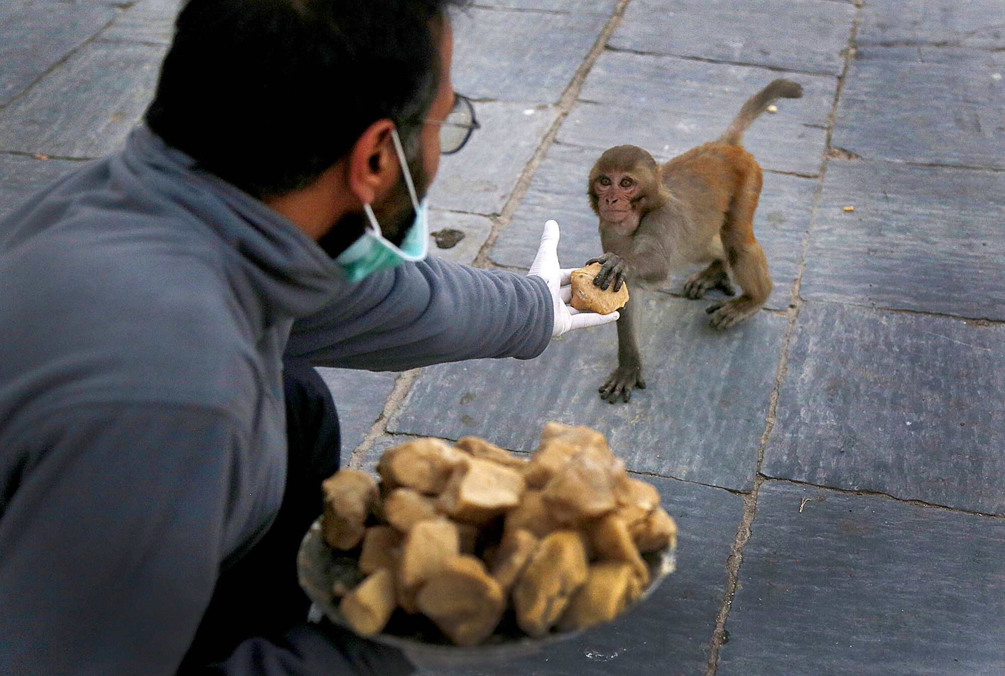NEPAL: A Nepalese volunteer feeds monkeys March 31 at Pashupatinath temple, the country's most revered Hindu temple, during the lockdown in Kathmandu, Nepal. Guards, staff and volunteers are making sure animals and birds on the temple grounds don't starve during the country's lockdown.