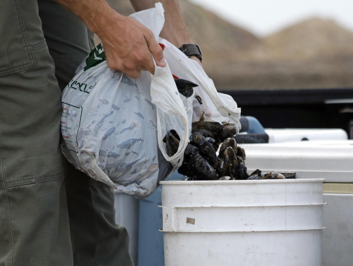 A California Department of Fish and Wildlife game warden confiscates illegally harvested mussels at White Point in San Pedro.