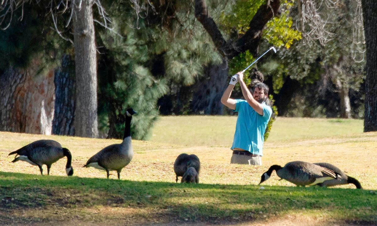 A golfer takes a shot as a gallery of disinterested Canada geese feed nearby at Balboa Golf Course in Van Nuys