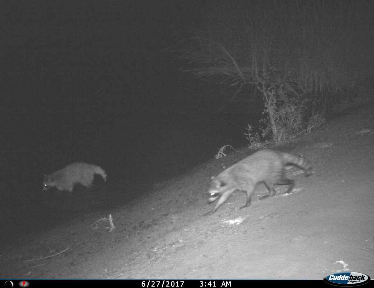 Raccoons are pictured moving through the wildlife corridor on June 27, 2017. 