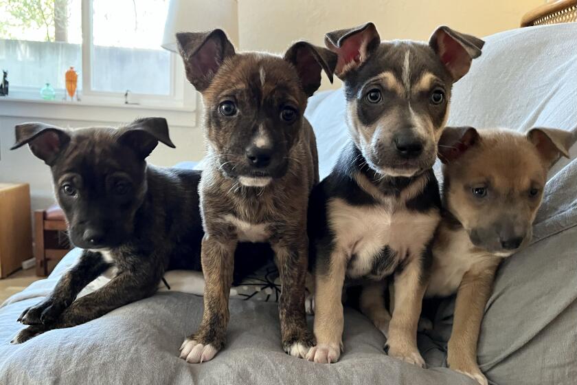 I'm fostering these six-week old littermates, Paddington, Boo-Boo, Pooh and Charmin, from the Wags & Walks rescue in West L.A. which is dedicated to ending euthanasia in animal shelters. (Robin Abcarian / Los Angeles Times)