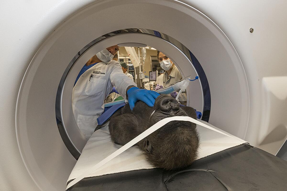 Cataract surgeon Chris Heichel and his team examine Leslie, a western lowland gorilla, at the San Diego Zoo Global’s Paul Harter Veterinary Medical Center on Dec. 10.